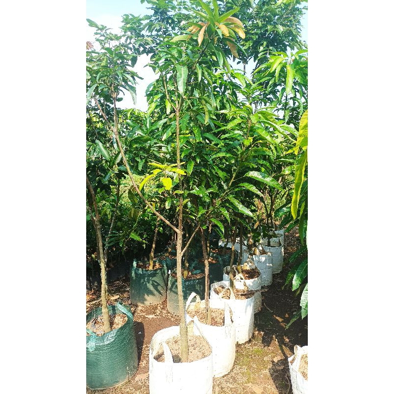 bibit Mangga Miyazaki