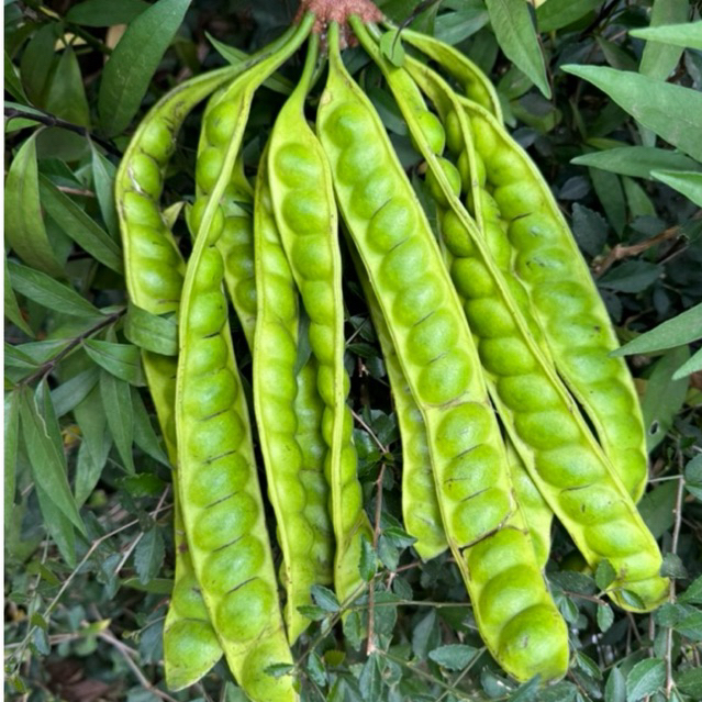 

PETE SEDANG ISI 10 PAPAN FRESH BARU PETIK