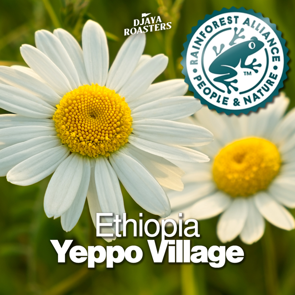 

Ethiopia Yeppo Village (RFA certified) - Natural Single Origin Filter Coffee