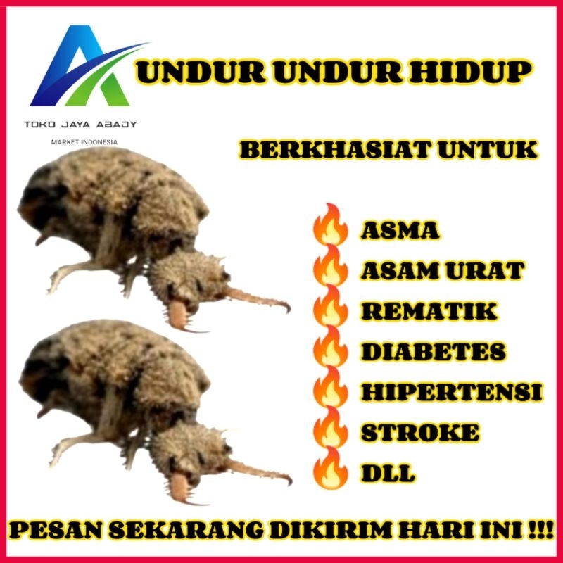 

PAKET 50 EKOR UNDUR UNDUR HIDUP OBAT HERBAL ALAMI