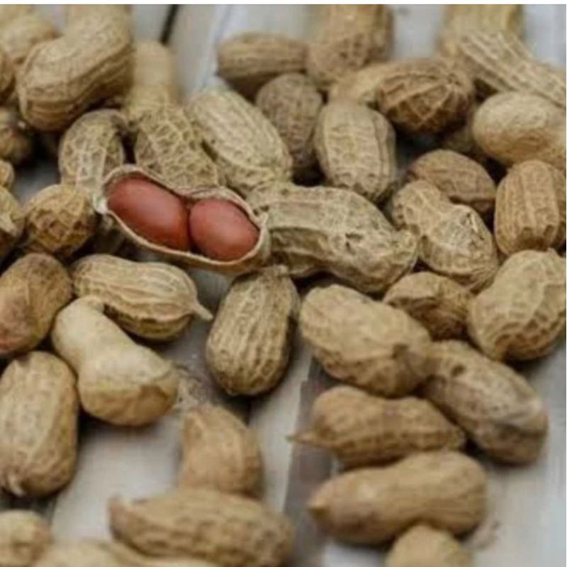 

KACANG KULIT GURIH ASIN