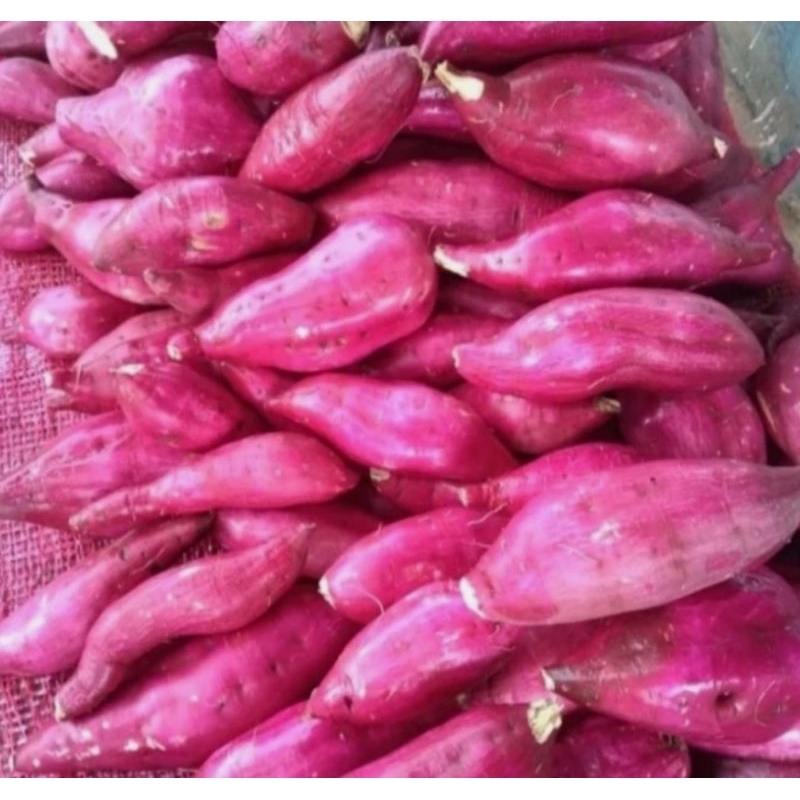 

Ubi merah 1kg fresh - ubi jepang segar organik