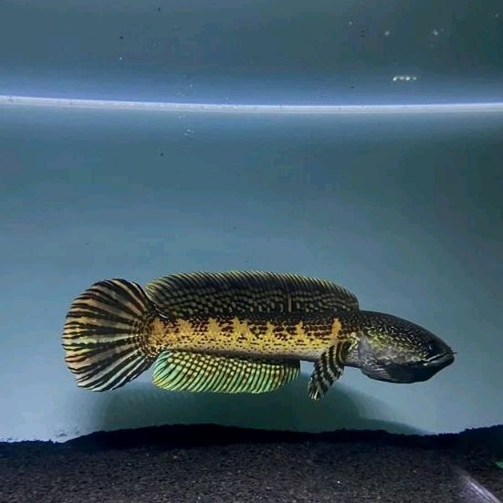 chana AURANTI WC baby