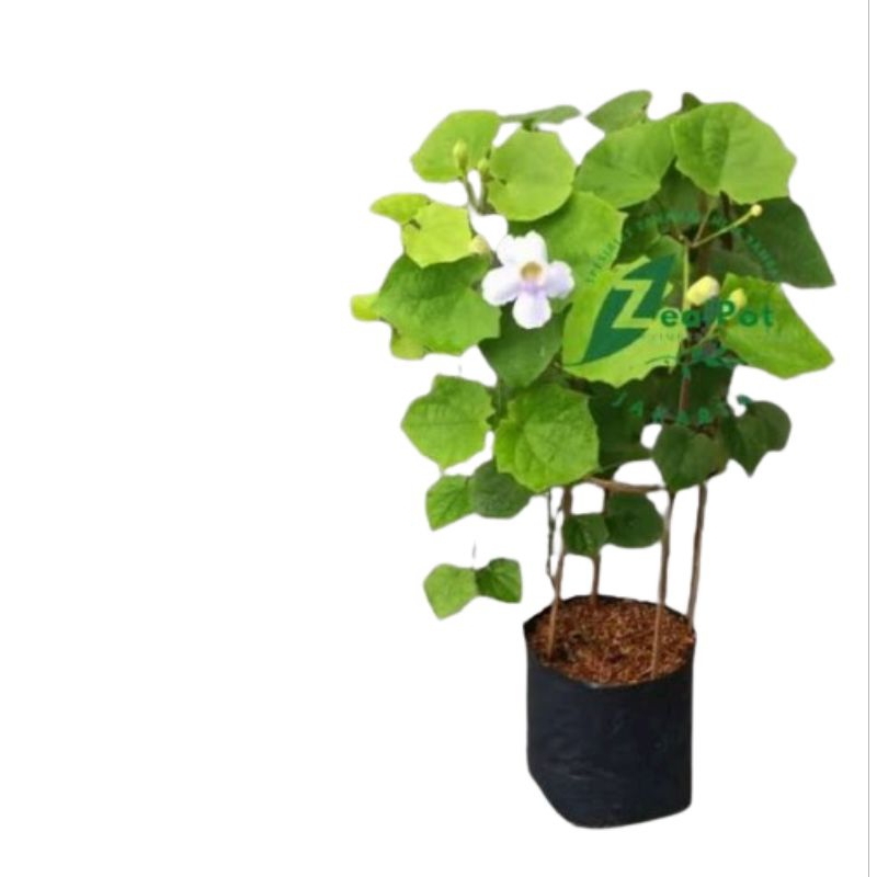 Tanaman hias thunbergia erecta biru pohon thunbergia bunga biru