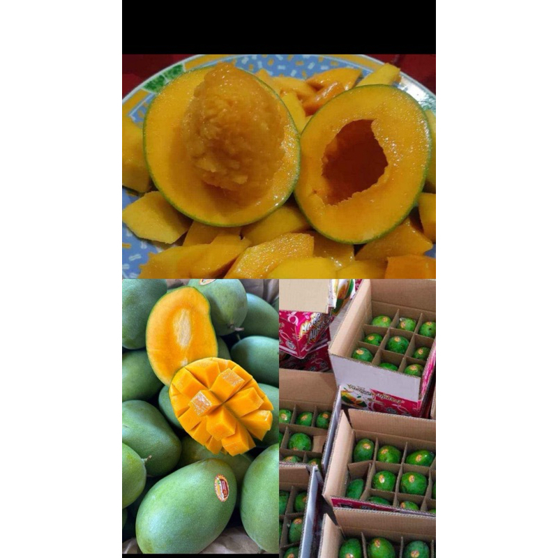 

Mangga Alpukat 5kg isi11-12buah