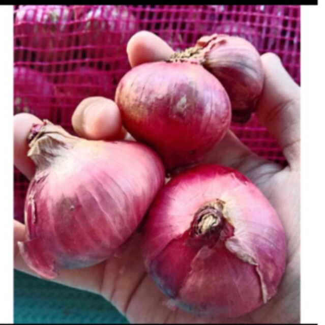 

GROSIR bawang merah/5kg/bawang murah lokal kwalitas super