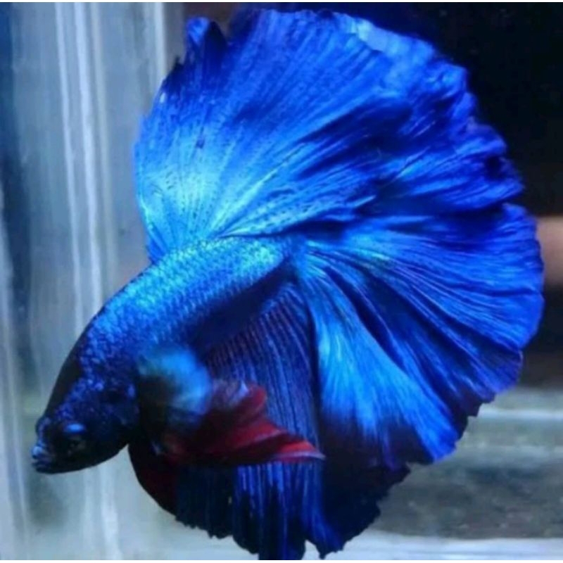 Cupang HM Rosetaile Warna RoyalBlue Ukuran L+ Murah Berkualitas