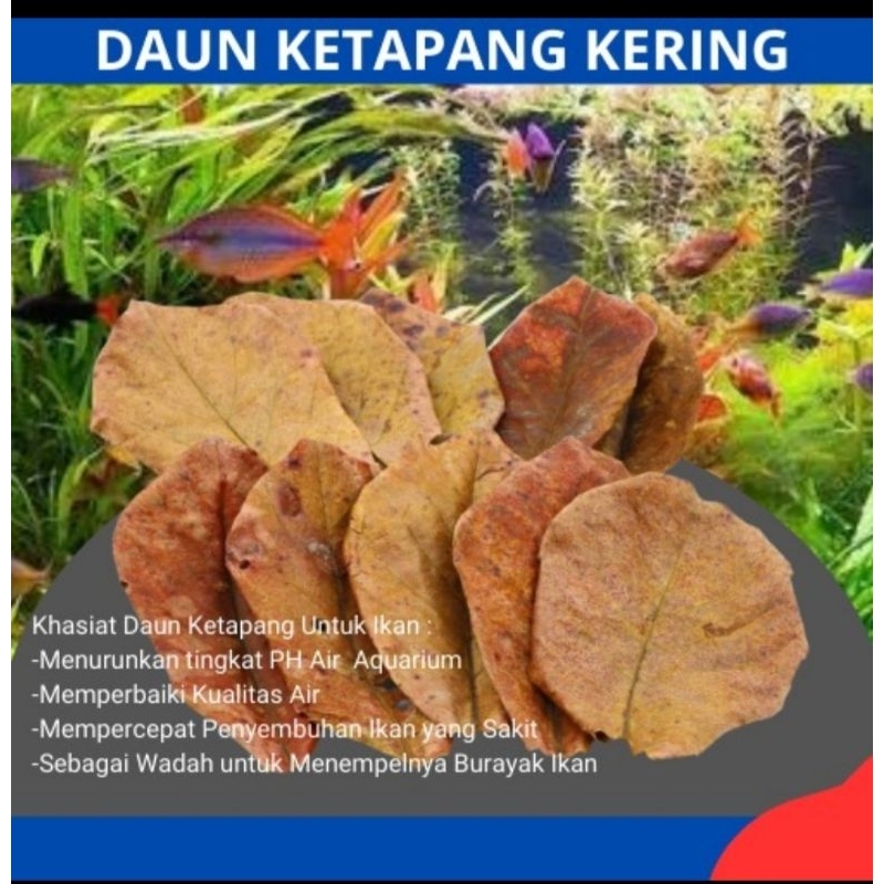 Daun ketapang 1/2kg