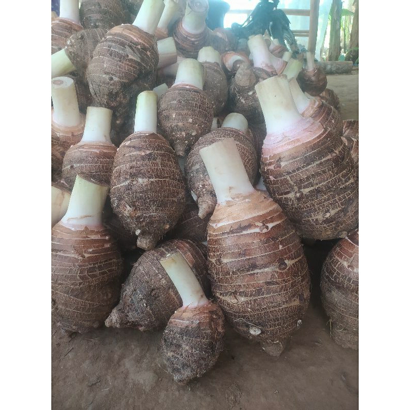 

talas/bentol pratama2