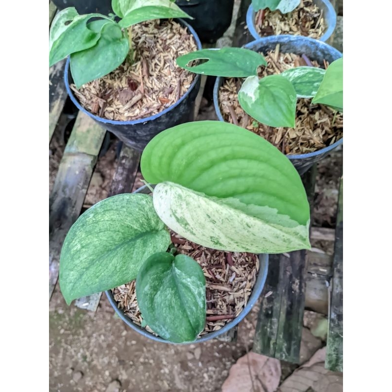 tanaman hias scindapsus marble queen