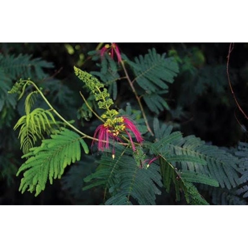 

daun kaliandra merah segar 1kg