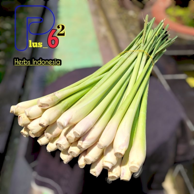 

Sereh-serai bumbu segar organik premium grade A jumbo