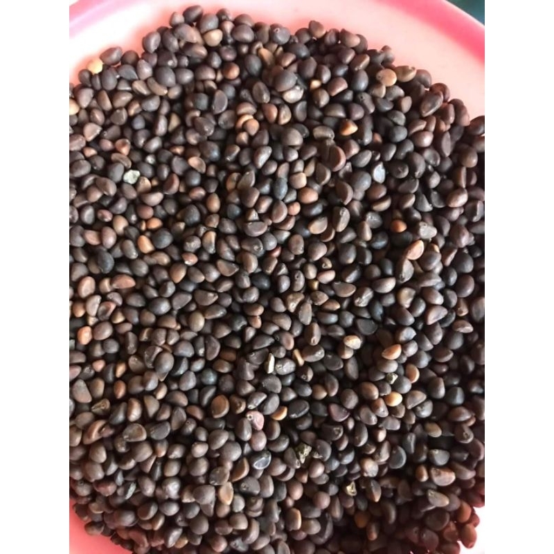 Benih Kangkung Serimpi Daun Sempit 1Kg