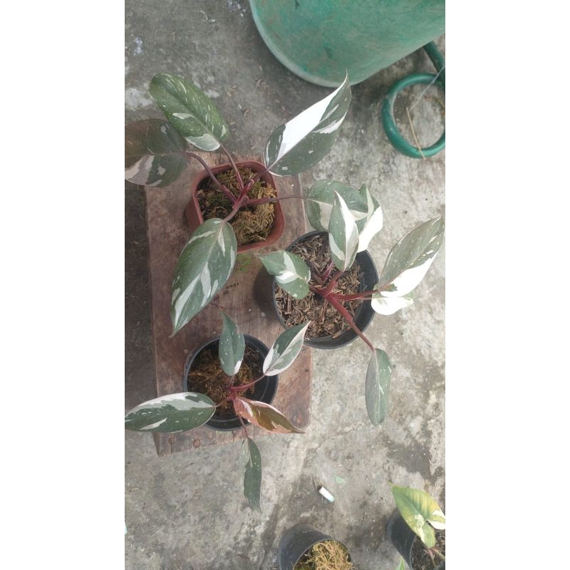 Tanaman hias philodendron anderson varigata