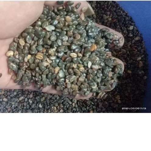 Benih Orok orok  1kg / Biji orok orok / CRY