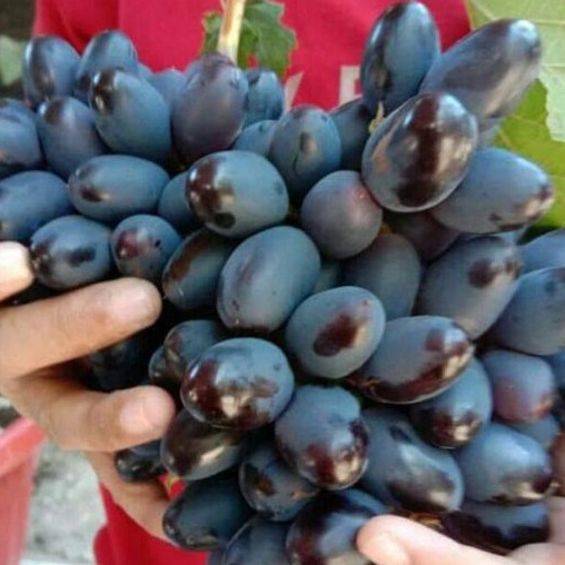 Kilat BIBIT ANGGUR IMPORT AKADEMIK bibit anggur  bibit anggur