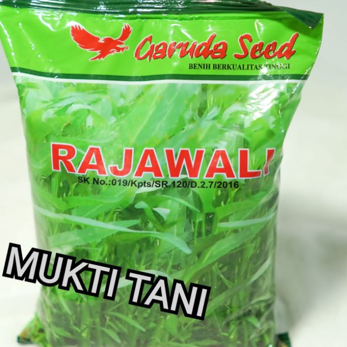 KF7 Benih kangkung Rajawali 1kg  bibit kangkung daun lebar rajawali 1 kg