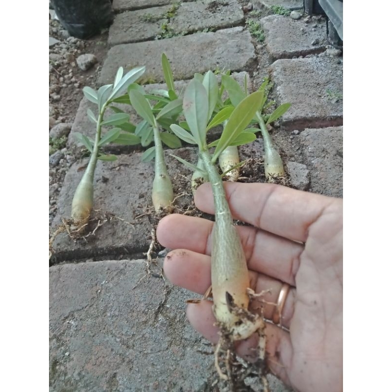 Bibit Adenium Putih