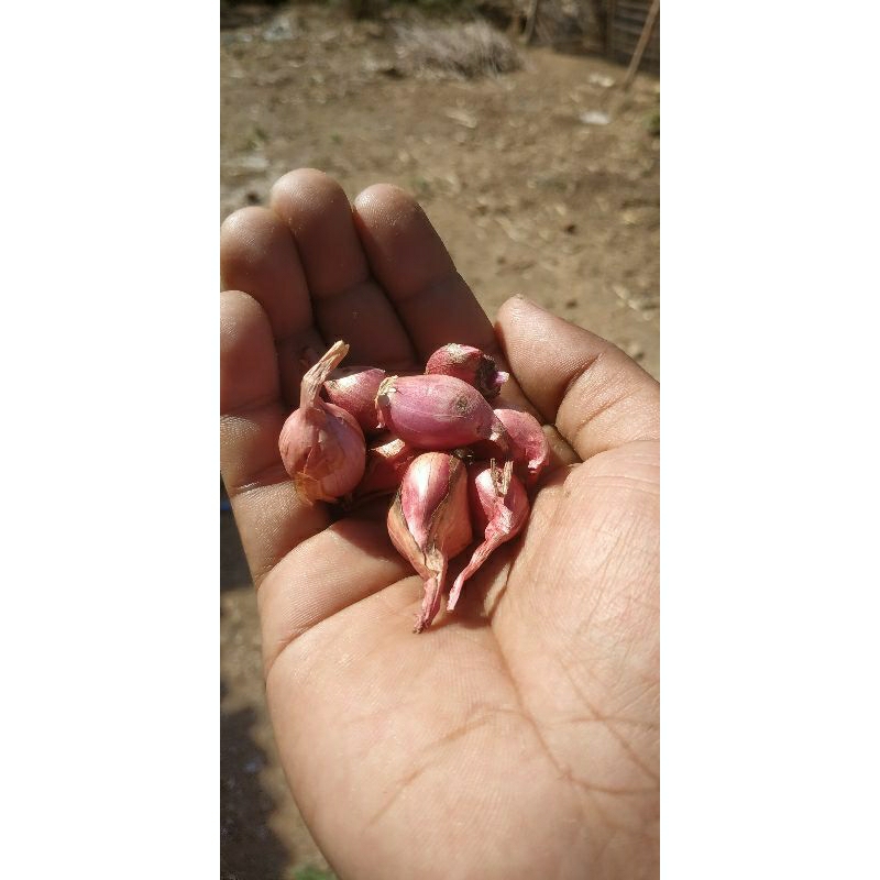 

bawang merah gerusan bawang merah lokal bawang merah murah
