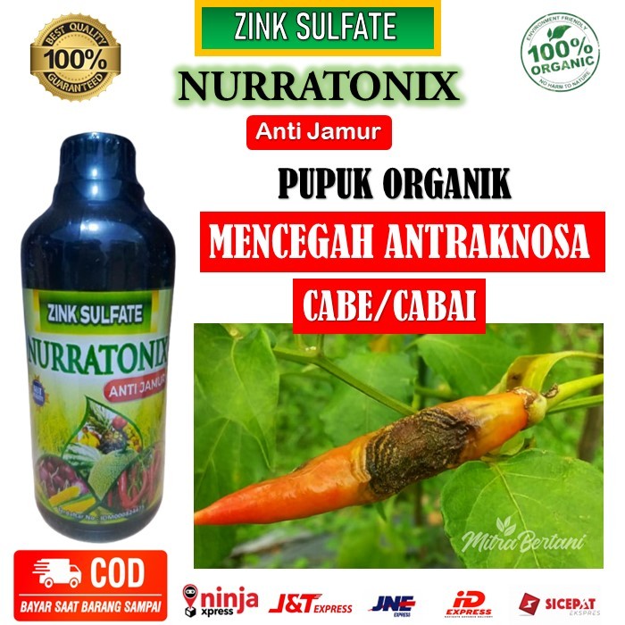Pupuk cabe terbaik - ZINK SULFATE NURRATONIX ANTI JAMUR obat semprot atasi antraknosa/patek cabe, ca