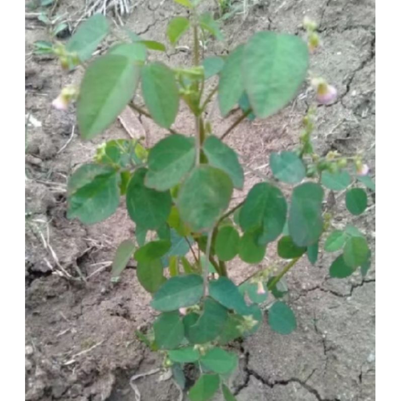 

daun celincing segar dari akarpucuk 500grm