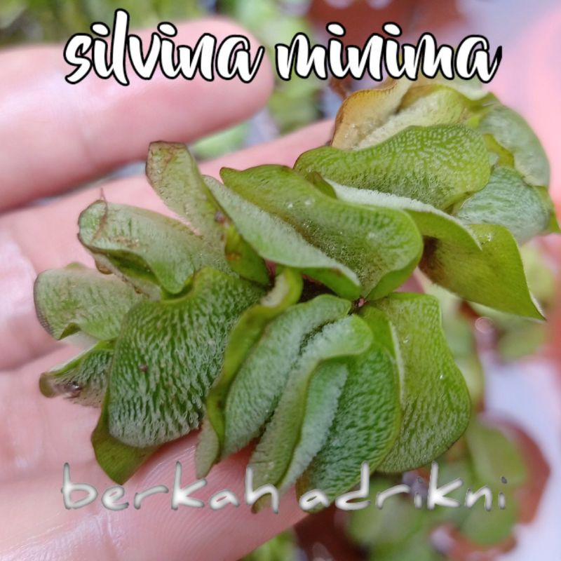 silvina minima pakis air tanaman air