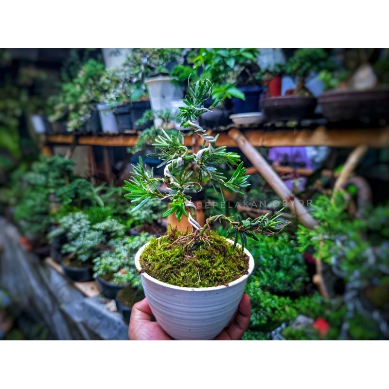 Bonsai Mini Indoor Bonsai Lohansung blue micro Bonsai podocarpus micro lidah burung