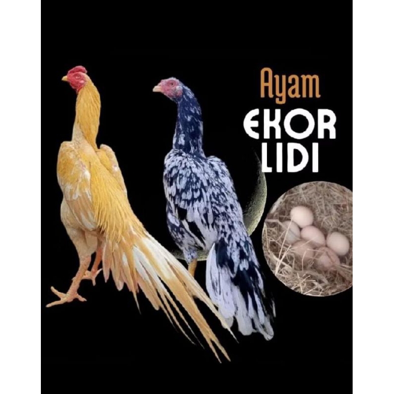 

TELUR AYAM EKOR LIDI ORIGINAL UNTUK DI TETASKAN