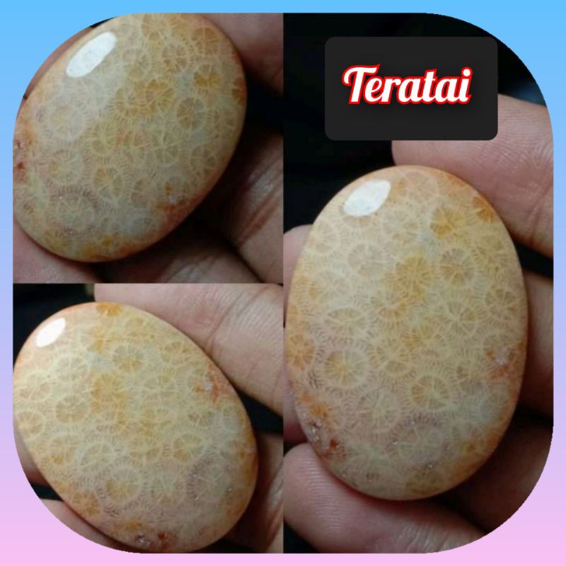 Batu cincin teratai jumbo asli natural