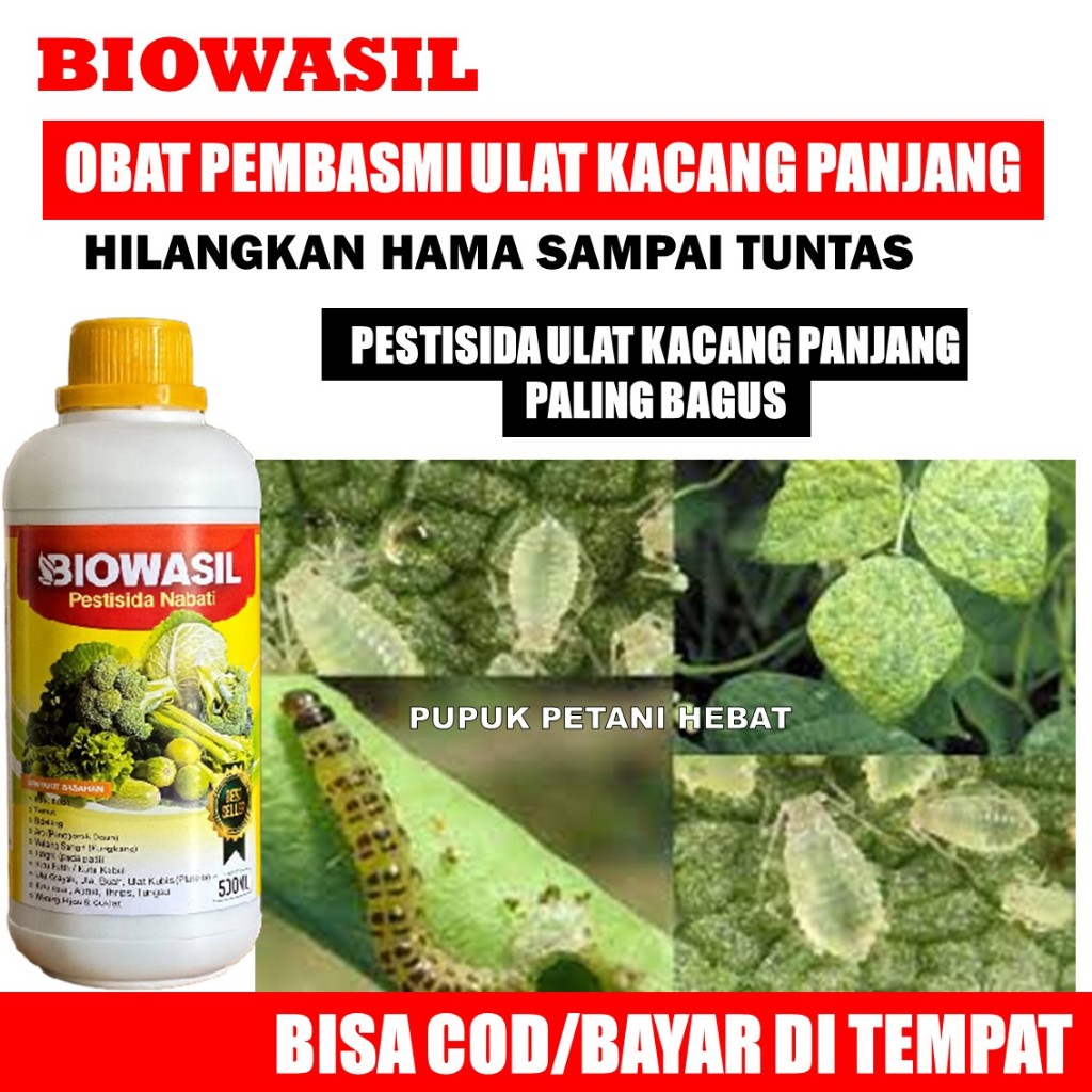 BIOWASIL isi 500 ML OBAT LALAT BUAH KACANG PANJANG PALING AMPUH, Pestisida Lalat Buah Pada Kacang Pa