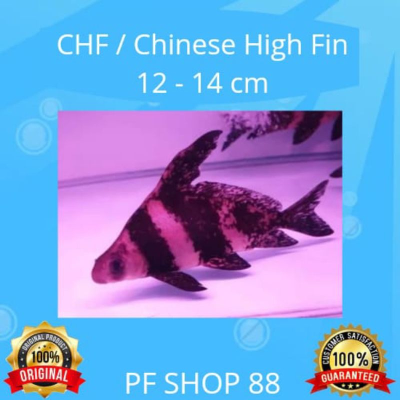 Ikan hias CHF/ Chinese High Fin 12 - 14 cm Top Grade