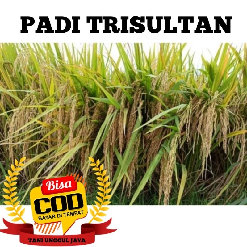 BENIH PADI TRI SULTAN 05 KEMASAN 5 KG