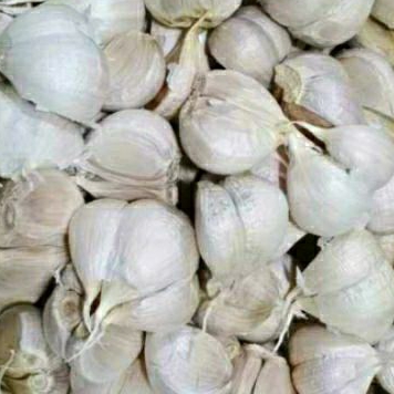 

Bawang kating 500gr