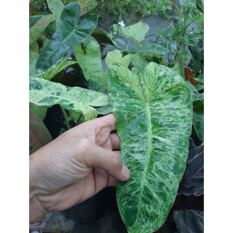 Tanaman hias paraiso verde philodendron verde