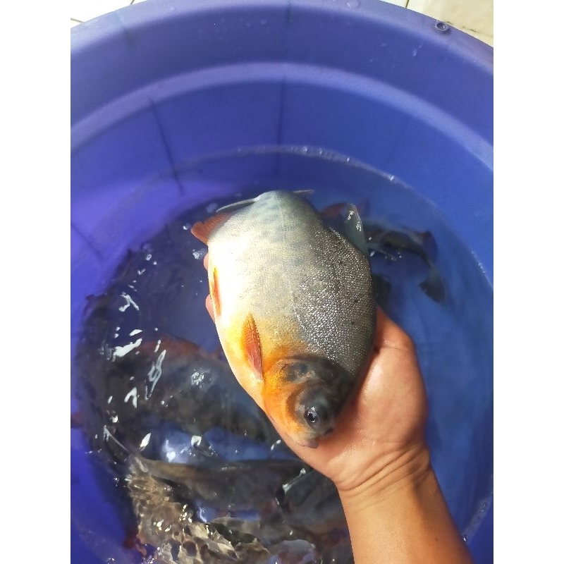 Bibit ikan Bawal ukuran 5 Jari full murah berkualitas