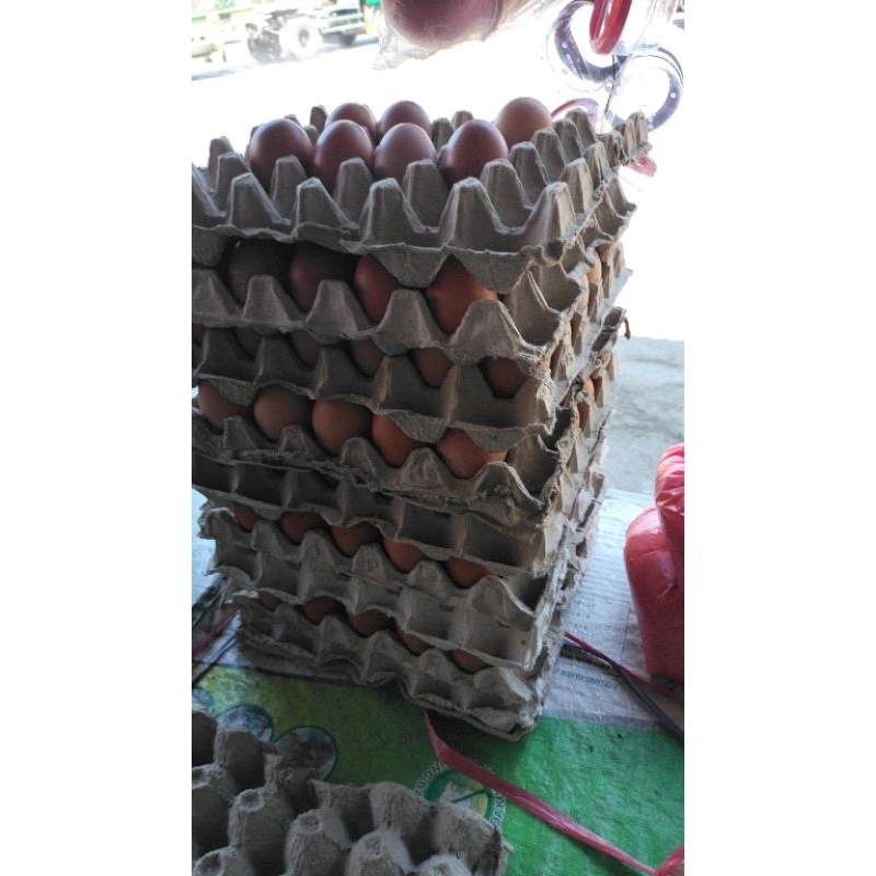 

telor