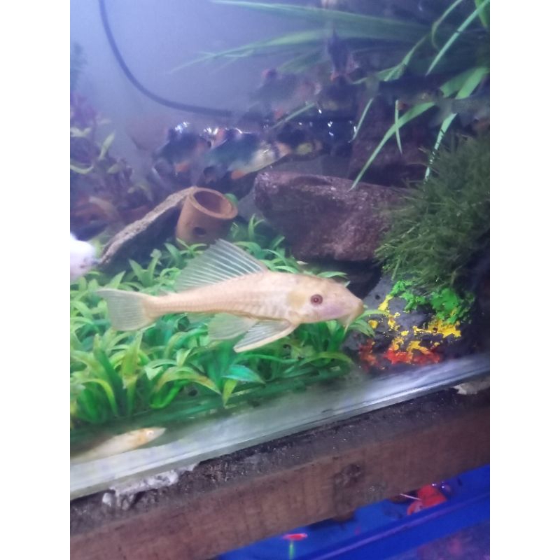 ikan sapu-sapu albino