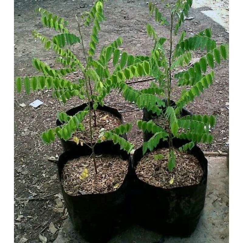 bibit blimbing wuluh/blimbing masak