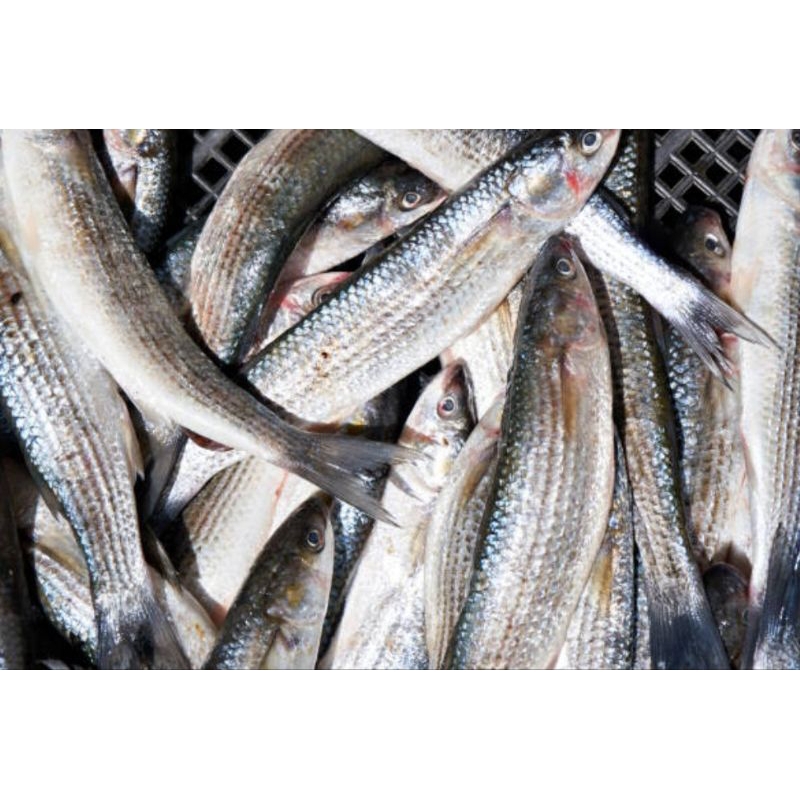 

IKAN BELANAK SEGAR 1KG