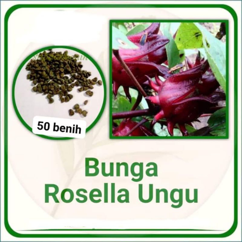 Rosella benih/biji. Rosella ungu isi 50 benih