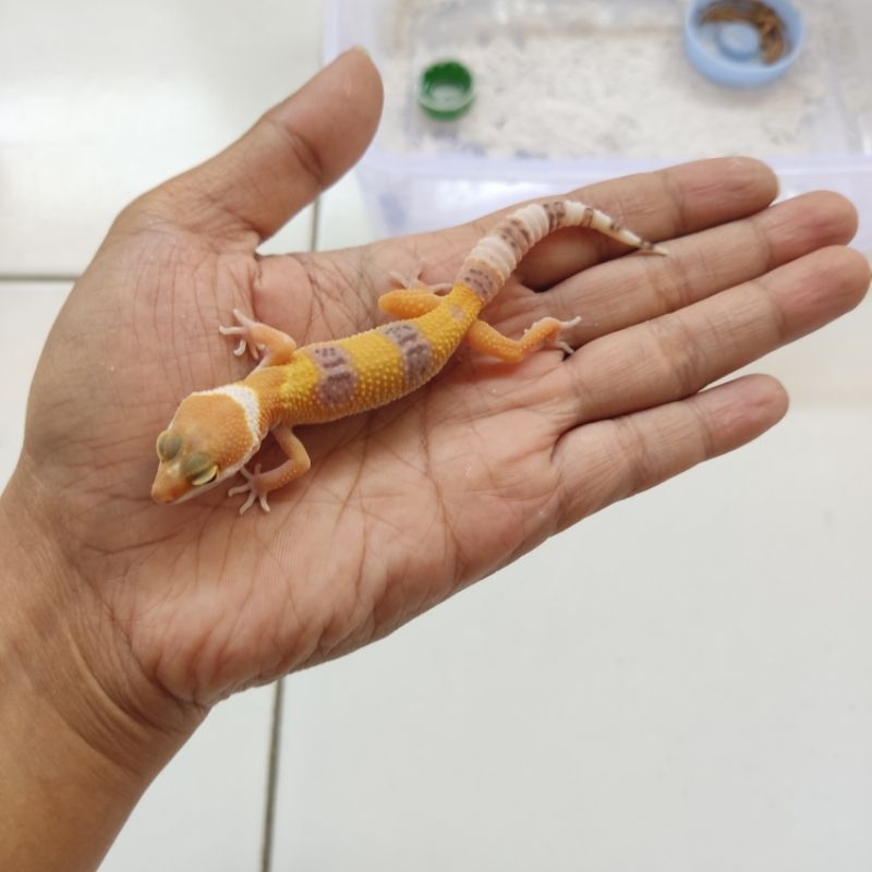 Gecko Sunglow baby/juve sg4