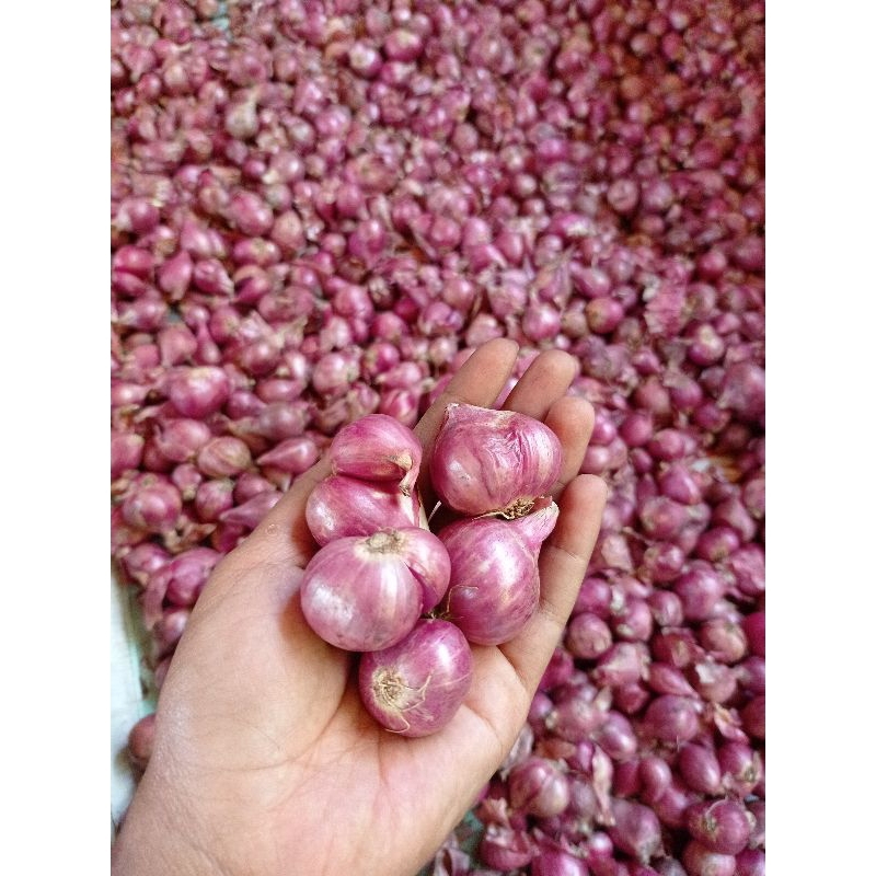 

Bawang Merah/Brambang