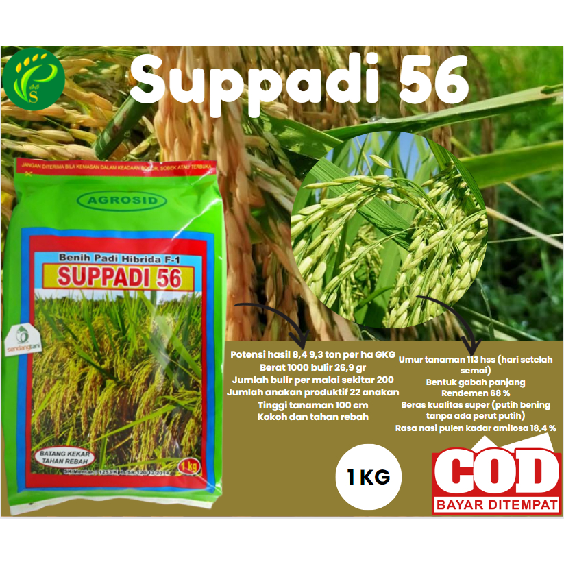 Biji Padi Unggul  Suppadi 56 (1KG)