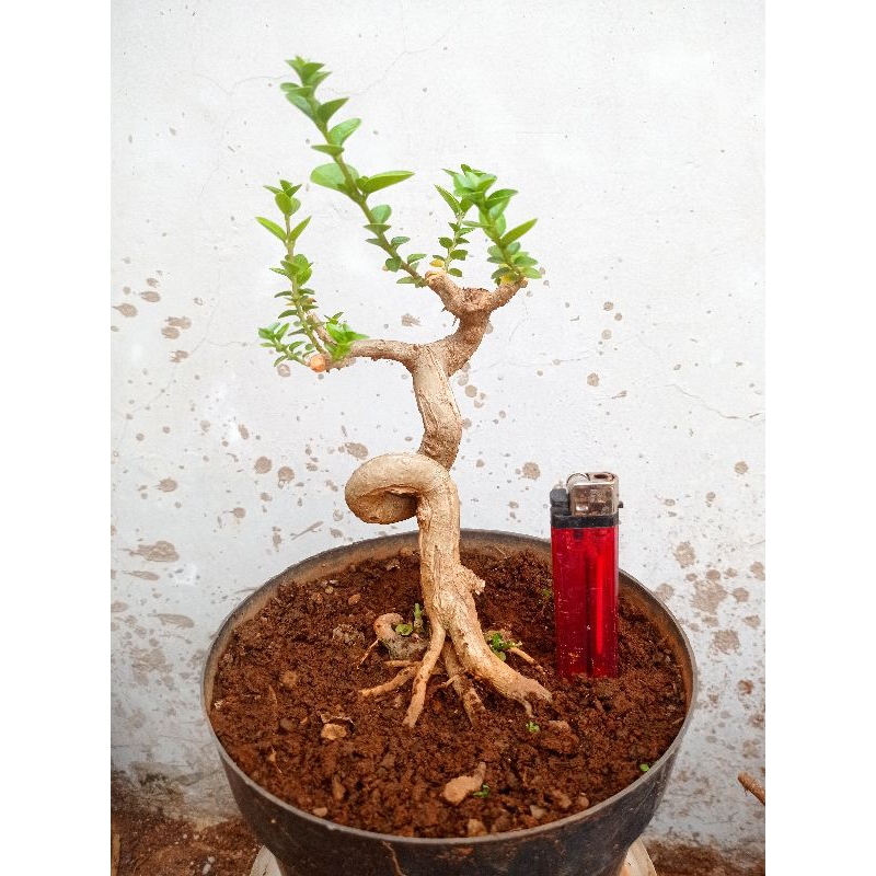 Bonsai sancang mame program akar