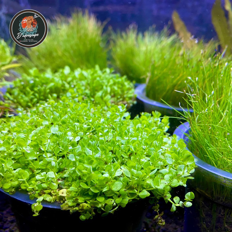 monte carlo tanaman karpet aquascape