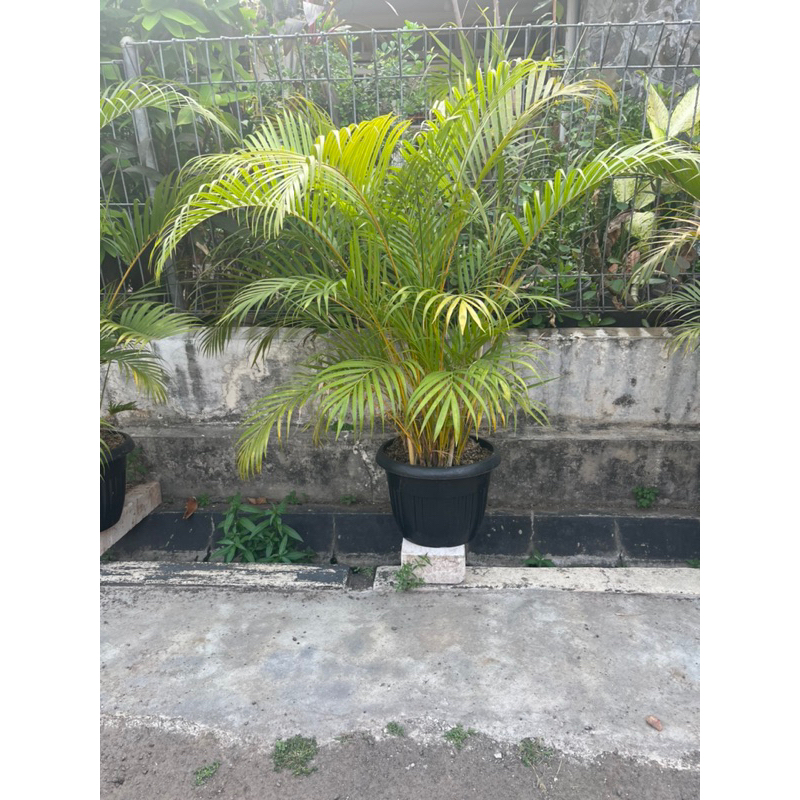 tanaman palem kuning besar