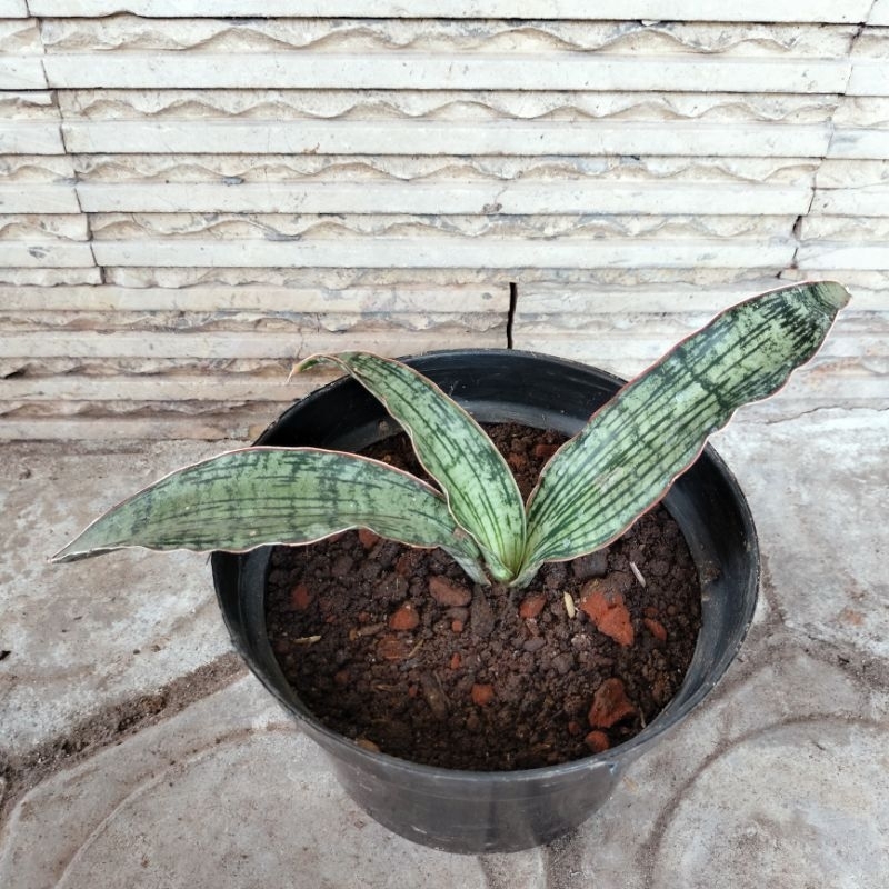 Sansevieria Cleopatra