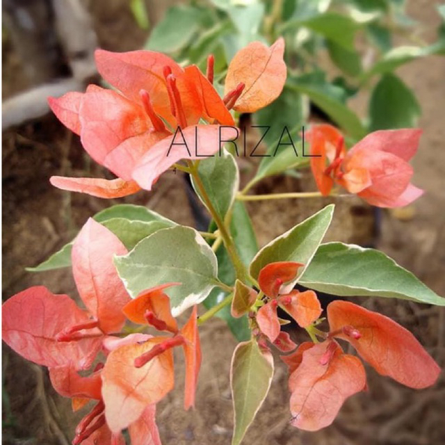 BIBIT BOUGENVILLE BUTTERFLY ORANGE bougenville import bergaransi