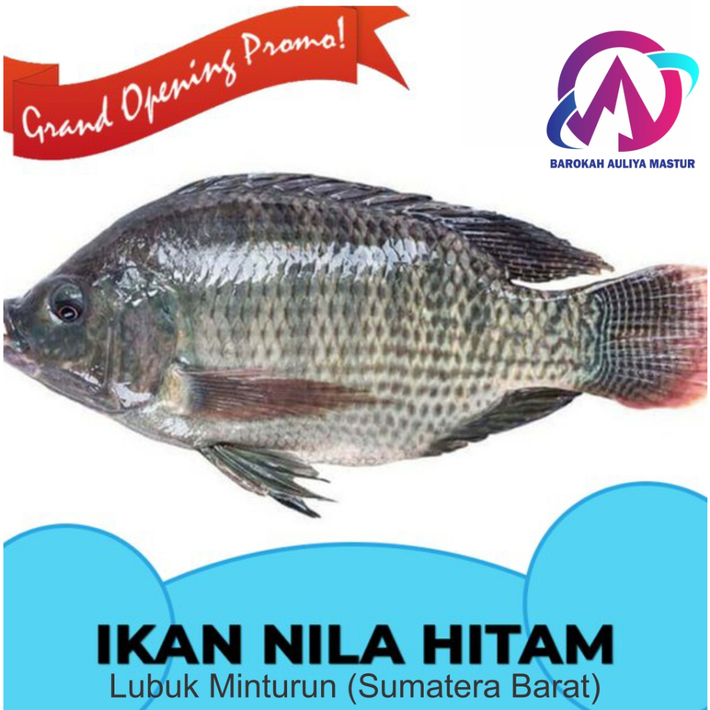 

KIRIM INSTAN IKAN NILA SEGAR (3-6 Ekor/KG)