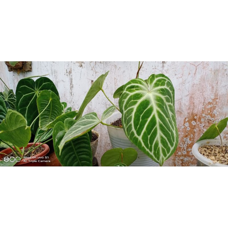 anthurium silver tiger